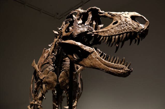 Bilder des Jahres 2022, News 07 Juli News Themen der Woche KW27 News Bilder des Tages A dinosaur fossil of a Gorgosaurus Skeleton that will be auctioned on July 28 2022, at an estimated price of eight million dollars, is displayed at Sotheby s Auction house in New York City on July 8, 2022.  NYP202207081034 PeterxFoley
