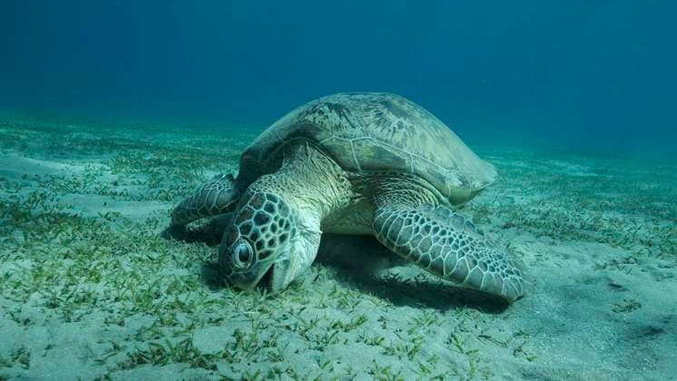 Creative Highlights World Große Meeresschildkröte frisst grünes Seegras auf dem Meeresboden. Grüne Meeresschildkröte (Chelonia mydas) Unterwasseraufnahme, Rotes Meer, Ägypten, Afrika *** Great Sea turtle eats Green Seagrass at the Seabed green Sea turtle Chelonia mydas underwater shot, Red Sea, Egypt, Africa Copyright: imageBROKER/AndreyxNekrasov ibxaaa08338569.jpg