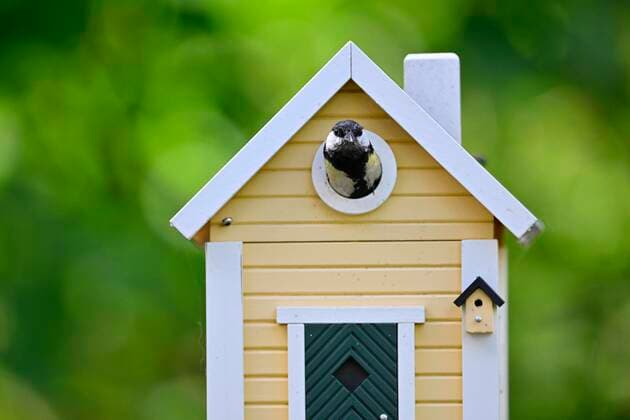  Kohlmeise (Parus major) schaut aus schwedischem Vogelhäuschen, Stuttgart, Baden-Württemberg, Deutschland Europa *** Kohlmeise Parus Major looks from Swedish bird feeder, Stuttgart, Bathing Wuerttemberg, Germany Europe Copyright: imageBROKER/MichaelxWeber ibximw08346806.jpg ,model released, Symbolfoto ,property released