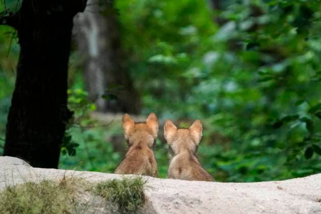 European Wolf Canis Lupus , Puppies are at a Hill, Captive Copyright: imageBROKER/RonaldxWittek ibxron08347247.jpg