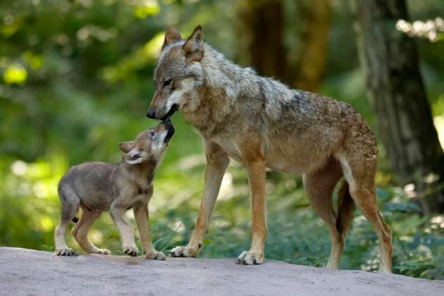 European Wolf Canis Lupus , Alttier with puppies, Captive Copyright: imageBROKER RonaldxWittek ibxron08347299.jpg