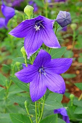 Zierpflanzen für den Balkon oder Garten Die winterharte Ballonblume zur Blütezeit im Sommer *** Ornamental plants for the balcony or garden The hardy balloon flower to bloom in summer