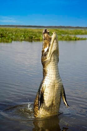 Creative Highlights World Kaiman, Brillenkaiman ( Caiman crocodylus yacare) Pantanal, Brasilien mcpins *** Caiman, spectacled caiman crocodylus yacare Pantanal, Brazil mcpins mcpins