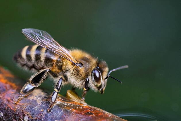 IVANOVO REGION, RUSSIA - JULY 13, 2022: A bee sits on a tree branch in the town of Zavolzhsk, 105km northeast of Ivanovo. Vladimir Smirnov TASS  TS13A1F8