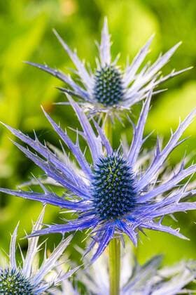 Creative Highlights World Blue Hobbit, Sea Holly, Eryngium Planum Blumen, Devon, England, Großbritannien, Europa *** Blue hobbit, Sea holly, Eryngium Planum Flower, devon, England, Great Britain, Europe Copyright: imageBROKER/MaciejxOlszewski ibxmao08347843.jpg