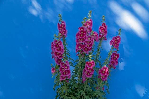  Gewöhnliche Stockrosen (Alcea rosea) vor einer Hauswand, Wustrow, Mecklenburg-Vorpommern, Deutschland, Europa *** usual Hollyhocks Alcea Rosea before a Housewall, Wustrow, Mecklenburg Western Pomerania, Germany, Europe Copyright: imageBROKER/SiegfriedxKuttig ibxshg08352607.jpg
