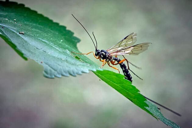 Creative Highlights World Holzschlupfwespe ( Rhyssa persuasoria ). Holzschlupfwespe , Holzwespen-Schlupfwespe , Riesenholzwespen-Schlupfwespe ( Rhyssa persuasoria ). 20220630MIC0097 *** Wood wasp Rhyssa persuasoria wood wasp , wood wasps wood wasp , giant wood wasps wood wasp Rhyssa persuasoria 20220630MIC0097