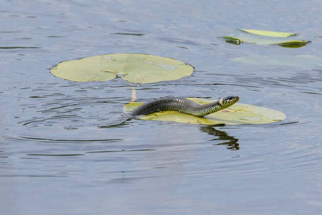 Creative Highlights World Ringelnatter, Ringel-Natter (Natrix natrix), schwimmt im See durch ein Teichrosenfeld, Seitenansicht, Deutschland, Bayern grass snake (Natrix natrix), swimming in the lake through a field of water lilies, side view, Germany, Bavaria BLWS670491 *** Grass snake, Ringel Natter natrix natrix , swims at Lake through a water lily field, side view, Germany, Bavaria Graß Snake natrix natrix , Swimming in The Lake Through a Field of Water lilies, Side view, Germany, Bavaria BLWS670491 Copyright: xblickwinkel A.xHartlx