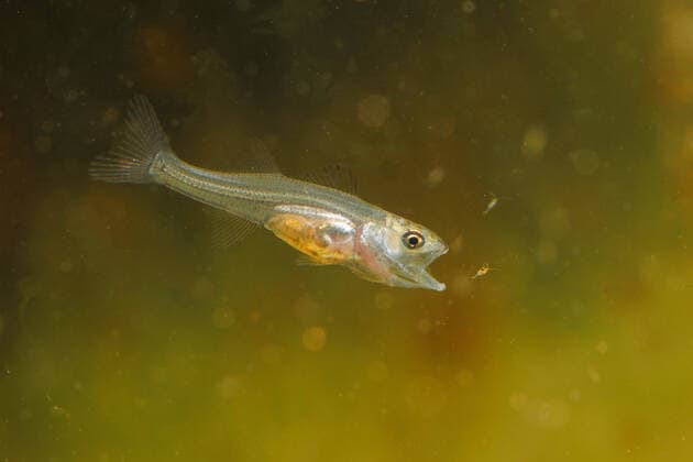 Creative Highlights World Kanadischer Zander (Stizostedion canadense), jagt Cyclops, 40 Tage nach Eiablage, bei 21 Grad C sauger (Stizostedion canadense), hunts cyclops 40 days after eggdeposition at a water temperature of 21 degree Celsius BLWS670517 *** Canadian Zander Stizostedion canadense , hunts cyclops, 40 Days to egg laying, at 21 Degree C Suction cup Stizostedion canadense , hunts Cyclops 40 Days After egg deposition AT a Water temperature of 21 Degree Celsius BLWS670517 Copyright: xblickwinkel A.xHartlx