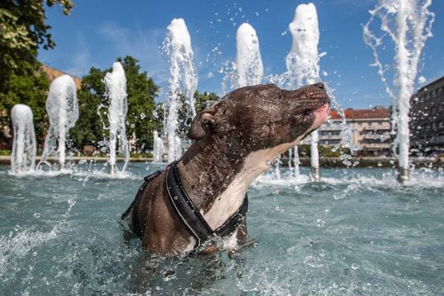 News Themen der Woche KW29 News Bilder des Tages A dog refreshes itself in the public fountain in Hradec Kralove, Czech Republic, on Wednesday, July 20, 2022. (CTKxPhoto DavidxTanecek) CTKPhotoP2022072005943  TAD 004