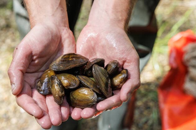 IMAGO Creative: UN Welt-Habitat-Tag am 3. Oktober Bachmuschel, Kleine Flussmuschel, Gemeine Flussmuschel (Unio crassus), Bestandskontrolle, Deutschland, Bayern, Fluss Murn Common river mussel, Common Central European river mussel (Unio crassus), inventory control, Germany, Bavaria, Fluss Murn BLWS670628 *** river mussel, small river mussel, Common River Mussel Unio Crassus , inventory control, Germany, Bavaria, River Murn Common River mussel, Common Central European River Mussel Unio Crassus , inventory controls Germany, Bavaria, River Murn BLWS670628 Copyright: xblickwinkel A.xHartlx