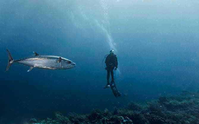 A blue fin Tuna swimming past a diver at Tubbataha Reef Puerto Princesa, MIMAROPA, Philippines CR_THHE22071840-1012242-01 ,model released, Symbolfoto