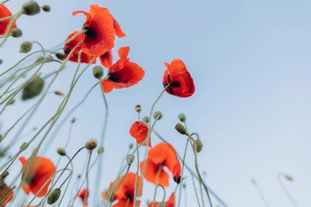 Red flower under blue sky, SIF00203