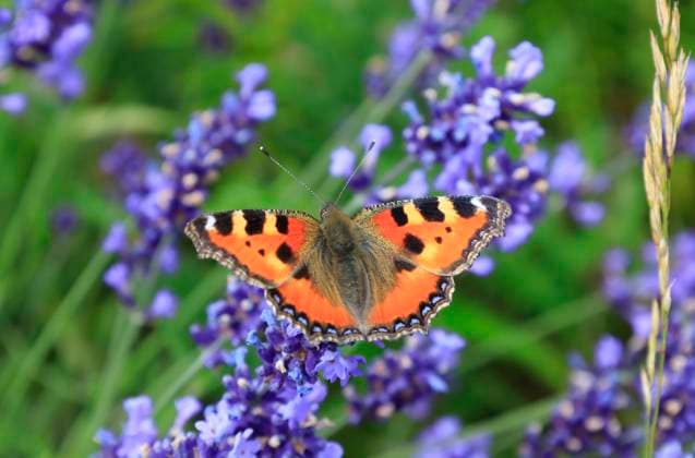 Orange colored butterfly perching on blooming lavender, JTF02106