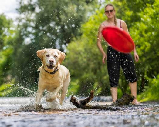 Young woman playing with Labrador Retriever on bank of Rems river model released, Symbolfoto property released, STSF03271