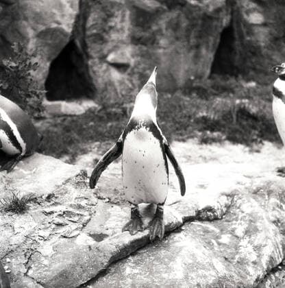 Pinguin im Berliner Zoo Pinguin im Berliner Zoo - Original-Bildunterschrift: Ein eitler, stolzer Vater ist Meister Pinguin. Während seine Gattin und das neugeborene Kleine noch im Versteck leben, lässt sich der Vater gebührend bestaunen, Berlin, Deutschland 1955., Berlin Copyright: Kindermann UnitedArchivesKIN_7402000040