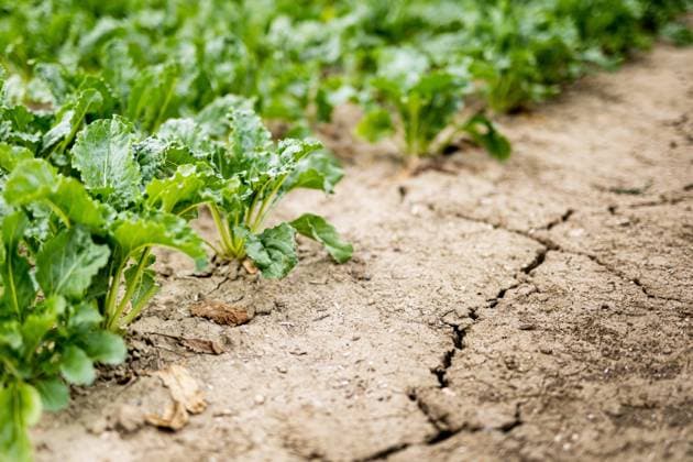 Ruebenpflanzen auf einem Feld mit trockenem Boden in Uetze, 21.07.2022. Uetze Deutschland *** Rueben plants on a field with dry soil in Uetze, 21 07 2022 Uetze Germany Copyright: xLeonxKuegeler photothek.dex