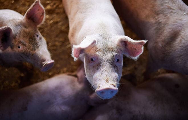 Schweinsmastbetrieb, Schweinehof Brandmeir-Steger (Konventioneller Schweinemastbetrieb) mit 4000 Schweine nach Haltungsform 3, knapp 2x mehr Platz als gesetzl. Vorgeschrieben, kâˆöâˆ‚nnen sich drinnen und drauâˆöüen bewegen, Affing, 25.07.2022. Affing Germany *** Pig fattening farm, Schweinehof Brandmeir Steger Conventional pig fattening farm with 4000 pigs according to husbandry form 3, almost 2x more space than gesetzl Vorgeschrieben, kâˆöâˆnnen sich indoors und drauâˆöüen bewegen, Affing, 25 07 2022 Affing Germany Copyright: xLukasxBarthx