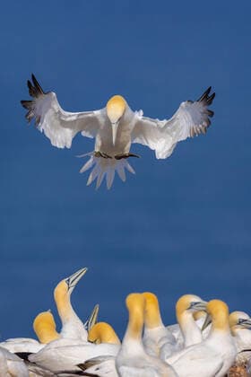 Creative Highlights World Basstoelpel, Bass-Toelpel (Sula bassana, Morus bassanus), im Flug ueber der Kolonie, Deutschland, Schleswig-Holstein, Helgoland, NSG Lummenfelsen der Insel Helgoland northern gannet (Sula bassana, Morus bassanus), in flight over the colony, Germany, Schleswig-Holstein, Heligoland, NSG Lummenfelsen der Insel Helgoland BLWS670982 *** gannet, Bass Toelpel Sula bassana, Morus bassanus , at Flight Via the Colony, Germany, Schleswig Holstein, Helgoland, NSG Lummenfelsen the Island Helgoland Northern Gannet Sula bassana, Morus bassanus , in Flight Over The colony, Germany, Schleswig Holstein, Heligoland, NSG Lummenfelsen the Island Helgoland BLWS670982 Copyright: xblickwinkel A.xTreptex