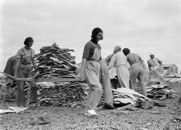 Poll photo collection. Iceland. Iceland. Women s freshly stroking fish on a berrie over a terrain where stickfish is drying. 1934. Iceland Copyright: xpiemagsx pienatarchpart630102021-18756 !ACHTUNG AUFNAHMEDATUM GESCHÄTZT!
