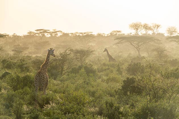 Creative Highlights World Reticulated giraffe (Giraffa camelopardalis reticulata) (Giraffa reticulata) at dawn, Buffalo Springs National Reserve, Samburu National Park, Kenya, East Africa, Africa Copyright: MichaelxRunkel 1184-7103