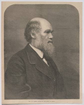 Mr. C. R. Darwin, Author of The Origin of Species . Charles Darwin, Author of The Creation of Species (from Illustrated London News ). Unknown Copyright: xpiemagsx pievienna24052022-50823 !ACHTUNG AUFNAHMEDATUM GESCHÄTZT!