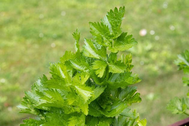 03.08.2022, Tallinn Herbs in Tallinn Botanical garden. Parsley. Photo Kermo Benrot, Postimees Tallinn Harjumaa Estonia 1KB03AUG22B01  Copyright: xKermoxBenrotx Herbs