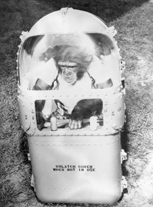 S62-01698 (31 Jan. 1961) --- Chimpanzee Ham in his flight couch, after his trip in the Mercury-Redstone 2 (MR-2) on Jan. 31, 1961. Copyright: xpiemagsx piemagsspace-54408 !ACHTUNG AUFNAHMEDATUM GESCHÄTZT!