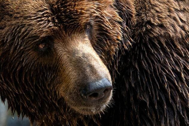  IMAGO Creative: UN Welt-Habitat-Tag am 3. Oktober Front view of brown bear. Portrait of Kamchatka bear (Ursus arctos beringianus), Front view of brown bear. Portrait of Kamchatka bear (Ursus arctos beringianus), Front view of brown bear. Portrait of Kamchatka bear (Ursus arctos beringianus), 16.03.2020, Copyright: xxtrekxx Panthermedia28200258.jpg