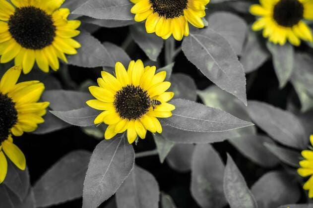  Sunflowers and bee for art concept, Sunflowers and bee for art concept, Sunflowers and bee for art concept, 27.04.2020, Copyright: xBulltusx Panthermedia28369786.jpg