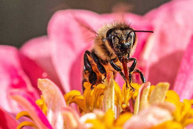 Eine Biene sucht nach Nektar in einer Zinnienbluete am 07.08.2022 in Erfurt. search: Symbolfoto Symbolbild Symbolphoto symbolisch Deutschland Landwirtschaft Pflanzen Pflanze Natur natürlich oekologisch Oekologie Pflanzen Tiere Tier Tierportraet Tierportrait Tierreich Tierwelt Nutztiere Insekten Insekt Zinnien Dahlien Dahlienbluete Blueten Bluete Bienen Biene Honiogbiene Honigbienen Bienenvolk Bienenvoelker Honigbienenvolk Honigbienenvoelker Nektar Pollen Nahrungssuche Honig sammeln Bienenvolk Bienenvoelker biologisch biologische vielfalt biosphaere biosphaeren biosphaerenreservat biosphaerenreservate Rettung Hautfluegler Bienenstock Arbeitsbiene arbeitsbienen Bestaeubung Bienenbestand Bienenbestaende Umweltveraenderungen natuerlicher