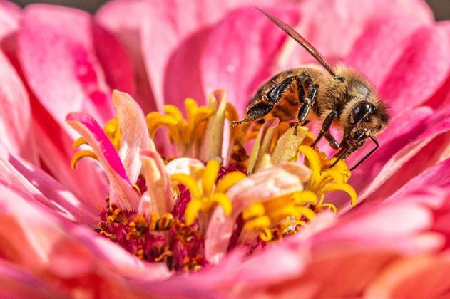 Eine Biene sucht nach Nektar in einer Zinnienbluete am 07.08.2022 in Erfurt. search: Symbolfoto Symbolbild Symbolphoto symbolisch Deutschland Landwirtschaft Pflanzen Pflanze Natur natürlich oekologisch Oekologie Pflanzen Tiere Tier Tierportraet Tierportrait Tierreich Tierwelt Nutztiere Insekten Insekt Zinnien Dahlien Dahlienbluete Blueten Bluete Bienen Biene Honiogbiene Honigbienen Bienenvolk Bienenvoelker Honigbienenvolk Honigbienenvoelker Nektar Pollen Nahrungssuche Honig sammeln Bienenvolk Bienenvoelker biologisch biologische vielfalt biosphaere biosphaeren biosphaerenreservat biosphaerenreservate Rettung Hautfluegler Bienenstock Arbeitsbiene arbeitsbienen Bestaeubung Bienenbestand Bienenbestaende Umweltveraenderungen natuerlicher