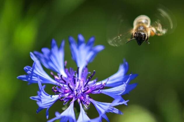  Flying bee nearby blue cornflower, Flying bee nearby blue cornflower blossom, Flying bee nearby blue cornflower blossom, 18.07.2020, Copyright: xRconradx Panthermedia28664032.jpg