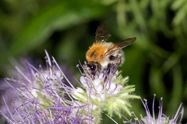  Eine Wiesenhummel (Bombus pratorum) auf einer Rainfarn-Phazelie (Phacelia tanacetifolia), Büschelschön, Berlin, Deutschland, Europa *** a meadow bumblebee Bombus pratorum at a Rainbow fern Phazelie phacelia tanacetifolia , tuft beautiful, Berlin, Germany, Europe Copyright: imageBROKER/SiegraxAsmoel ibxasm08341633.jpg