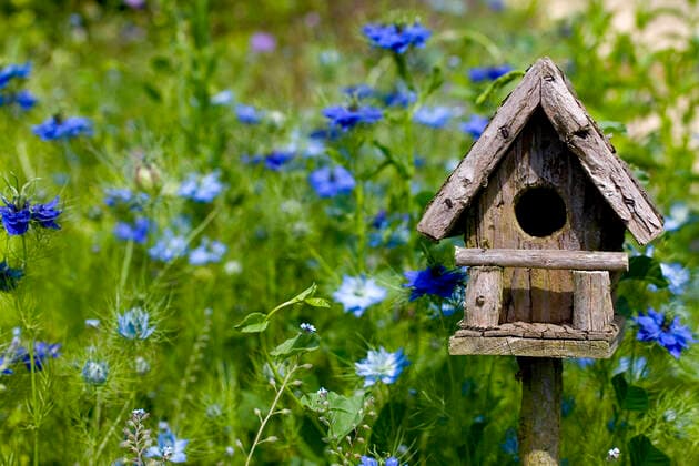 A birdhouse nestles among spring flowers  Copyright: DarrenxBaker 30249116