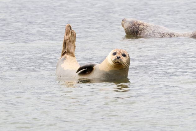 Seehunde auf den Seehundbänken vor Baltrum - Bensersiel 08.08.2022: Fahrt zu den Seehundbänken mit der Möwe2 *** Seals on the seal banks off Baltrum Bensersiel 08 08 2022 Trip to the seal banks with the Seagull2