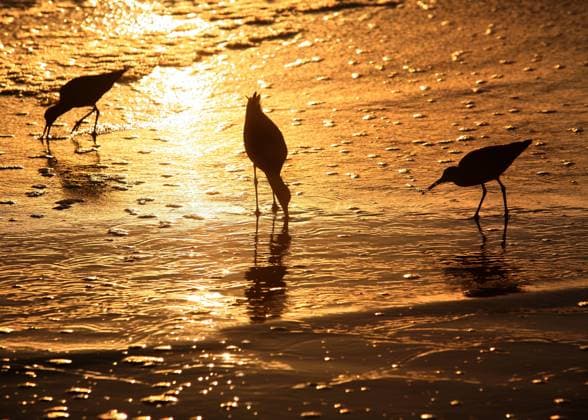 IMAGO Creative: UN Welt-Habitat-Tag am 3. Oktober Three birds looking for food at sunset  Copyright: GalinaxBarskaya 30289441