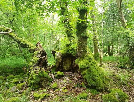 Five gargantuan oaks, one of which is said to have provided the inspiration for the fantasy land of Narnia, and a spectacular portal rowan are among the unique specimens in the running to be crowned the prestigious winner of the Woodland Trust?s Tree of the Year for 2022. Tree experts at the Woodland Trust and the public have selected a shortlist of 12 trees from around the UK, all which have all been recorded on the Trust?s ?hall of fame? for ancient trees, the Ancient Tree Inventory. The competition celebrates these living legends and a panel picked their favourites from an original cast of hundreds that were highlighted by eagle-eyed volunteers since the beginning of the pandemic in 2020. Voting is via the Woodland Trust we Copyright: xx 51862480 EDITORIAL USE ONLY. NOT FOR USE BY NEWSPAPERS BASED IN THE UK.