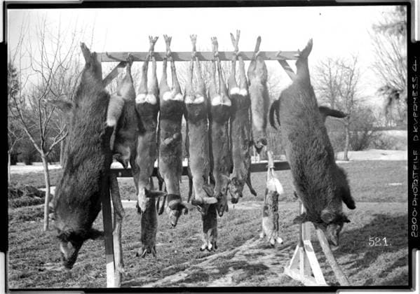 Fourth bag during the hunt of the 4. A. K. Near Wladimir Wolinsky, possibly near Ustilug, Russia, Volhynia; photographer: Kriegsvermessung 4. Copyright: xpiemagsx ausnl080421-1193 !ACHTUNG AUFNAHMEDATUM GESCHÄTZT!