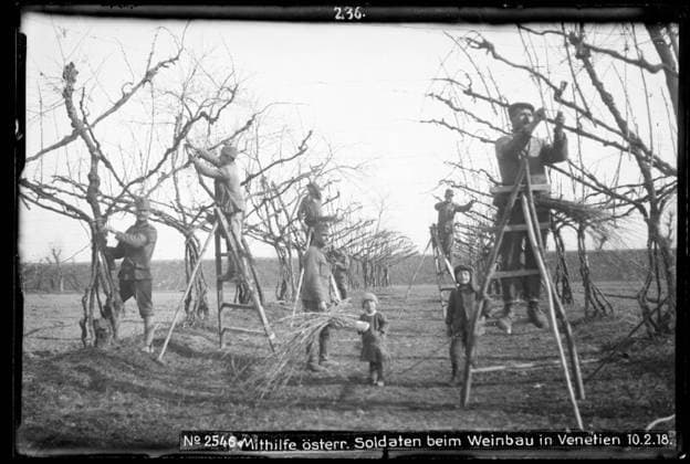 Vineyard work with Austrian soldiers helping in Veneto Photographer: Kriegsvermessung 5. Copyright: xpiemagsx ausnl080421-1314 !ACHTUNG AUFNAHMEDATUM GESCHÄTZT!