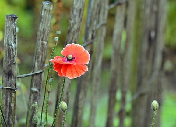  Rote Mohnblüte (Papaver rhoeas) vor einem Holzzaun, Schleswig-Holstein, Deutschland, Europa *** red Poppy blossom Papaver rhoeas before a wooden fence, Schleswig Holstein, Germany, Europe Copyright: imageBROKER/IngeborgxKnol ibxikn08444781.jpg