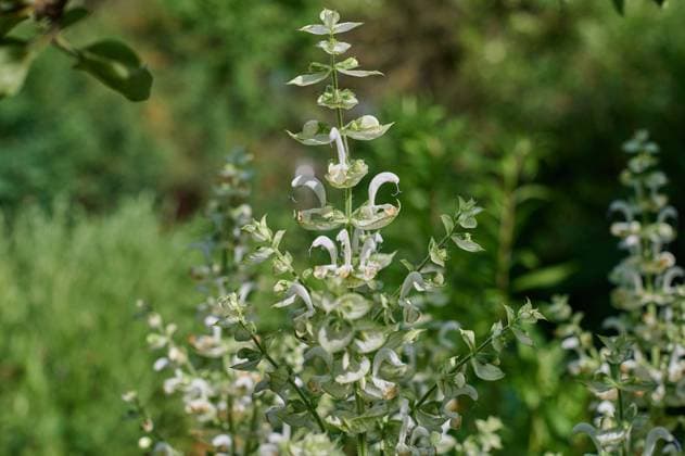 Natur Garten Muskateller-Salbei Bluehender Muskatellersalbei (Salvia sclarea), auch Muskat-Salbei, Roemischer Salbei, Scharlei, Scharlauch und Scharlachkraut genannt. Die Pflanze stammt aus der Gattung Salbei (Salvia) in der Familie der Lippenbluetler (Lamiaceae). Die Nutzpflanze wird als Heilpflanze und Gewuerz genutzt. Bluehender Muskatellersalbei ist eine der wichtigsten Nahrungsquellen der vom Aussterben bedrohten Holzbienen. 18.6.2022, Gladowshoehe *** Nature Garden Muscat sage Bluehender Muskatellersalbei Salvia sclarea , also called Muskat Salbei, Roemischer Salbei, Scharlei, Scharlauch and Scharlachkraut The plant comes from the genus Salbei Salvia in the family of Lippenbluetler Lamiaceae The useful plant is used as a medicina