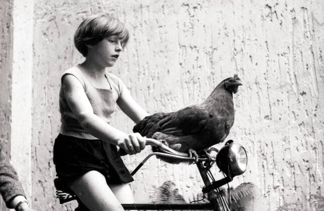 Archivbilder der Woche KW32 Fahrender Eierspender Original-Bildunterschrift: Fahrender Eierspender - Es ist bestimmt nicht alltäglich, dass ein Huhn wie dieses hier in Gatow auf dem Lenker eines Fahrrads mitfährt, Berlin, Deutschland 1955., Berlin Copyright: Kindermann UnitedArchivesKIN_7402000294