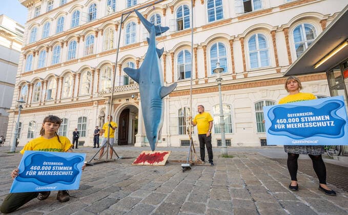 Bilder des Jahres 2022, News 08 August News Themen der Woche KW32 News Bilder des Tages 20220811 Fototermin - Greenpeace fordert mit fuenf Meter grosser Hai-Attrappe echten Meeresschutz WIEN,OESTERREICH - 11. AUGUST: Anl. der Uebergabe einer Meeresschutz-Petition an das Aussenministerium wird von Greenpeace als Mahnmal eine fuenf Meter große Hai-Attrappe fuer ernsthaften Meeresschutz aufgehaengt. Vor dem Aussenministerium am Minoritenplatz am 11. August 2022 in Wien, Oesterreich. 220811_SEPA_32_001 Copyright: xMartinxJuenx SEPAxMedia