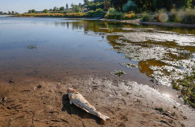 Bilder des Jahres 2022, News 08 August News Themen der Woche KW32 News Bilder des Tages Lebus, 11.08.2020 - Fischsterben in der Oder, hier bei Lebus (MOL) zwischen den Buhnenfeldern liegen die verschiedenen tote Fischrten, Zander, Heht, Bleie, Barben, Bsche und auch große Welse. Im Vordergrund ein ca 3 kg schwerer toter Zander. Im Hintergrund diLebuser Kirche. Fischsterben inder Oder *** Lebus, 11 08 2020 fish death in the Oder, here near Lebus MOL between the groyne fields lie the various dead Fischrten, Zander, Heht, Bleie, Barben, Bsche and also large Welse In the foreground a dead Zander weighing about 3 kg In the background diLebuser church fish death in the Oder
