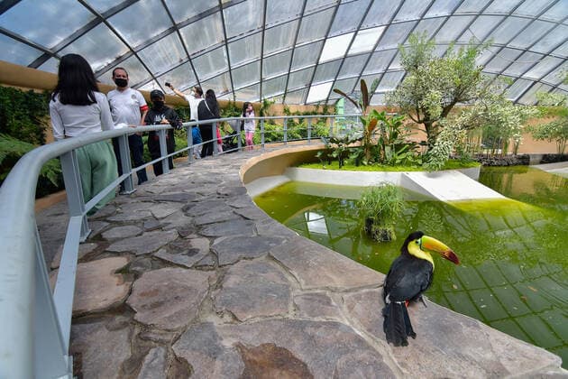 Zacango Zoo Protects Confiscated Toucans And Becomes The Only Zoo In Mexico That Reproduces This Species In Captivity Through the Selva area, a recently adapted place in the Zacango Zoo, located in Calimaya, State of Mexico, which recreates a tropical microclimate, six toucans seized by Mexican authorities have a second chance, on August 11, 2022. Zoo authorities indicated that a pair of toucans is in the reproductive stage, representing the first zoo in Mexico to reproduce toucans in captivity at present. Calimaya Mexico  Copyright: xArturoxHernandezx originalFilename: hernandezsanchez-notitle220811_npic5.jpg