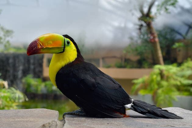 Zacango Zoo Protects Confiscated Toucans And Becomes The Only Zoo In Mexico That Reproduces This Species In Captivity Through the Selva area, a recently adapted place in the Zacango Zoo, located in Calimaya, State of Mexico, which recreates a tropical microclimate, six toucans seized by Mexican authorities have a second chance, on August 11, 2022. Zoo authorities indicated that a pair of toucans is in the reproductive stage, representing the first zoo in Mexico to reproduce toucans in captivity at present. Calimaya Mexico  Copyright: xArturoxHernandezx originalFilename: hernandezsanchez-notitle220811_np3O1.jpg