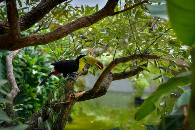 Zacango Zoo Protects Confiscated Toucans And Becomes The Only Zoo In Mexico That Reproduces This Species In Captivity Through the Selva area, a recently adapted place in the Zacango Zoo, located in Calimaya, State of Mexico, which recreates a tropical microclimate, six toucans seized by Mexican authorities have a second chance, on August 11, 2022. Zoo authorities indicated that a pair of toucans is in the reproductive stage, representing the first zoo in Mexico to reproduce toucans in captivity at present. Calimaya Mexico  Copyright: xArturoxHernandezx originalFilename: hernandezsanchez-notitle220811_npbdR.jpg