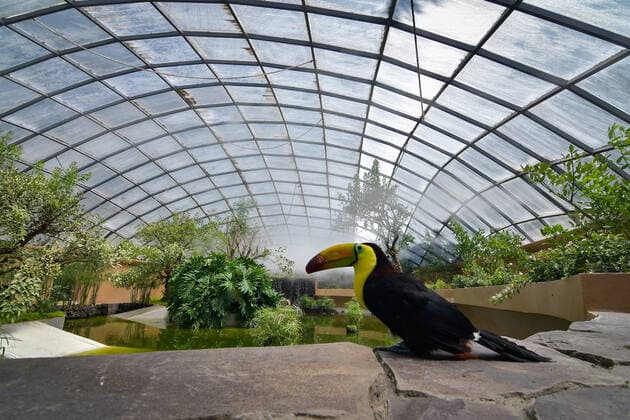 Zacango Zoo Protects Confiscated Toucans And Becomes The Only Zoo In Mexico That Reproduces This Species In Captivity Through the Selva area, a recently adapted place in the Zacango Zoo, located in Calimaya, State of Mexico, which recreates a tropical microclimate, six toucans seized by Mexican authorities have a second chance, on August 11, 2022. Zoo authorities indicated that a pair of toucans is in the reproductive stage, representing the first zoo in Mexico to reproduce toucans in captivity at present. Calimaya Mexico  Copyright: xArturoxHernandezx originalFilename: hernandezsanchez-notitle220811_npX9B.jpg