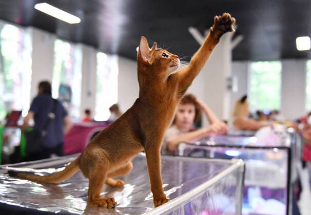 News Themen der Woche KW32 News Bilder des Tages Russia Cats Show 8252336 13.08.2022 An Abyssinian cat plays at a cats show in Moscow, Russia. Natalia Seliverstova Sputnik Moscow Russia  Copyright: xNataliaxSeliverstovax